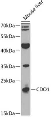 Western Blot: Cysteine Dioxygenase Type 1 AntibodyBSA Free [NBP2-92543]